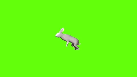 Rabbit run  green screen animation 3D rendering Stock Footage 297691118