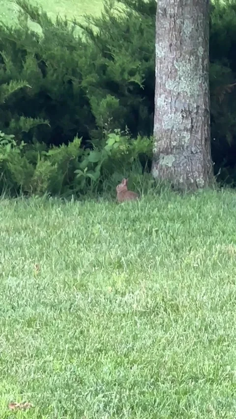 Rabbit running around 스톡 동영상 195581340