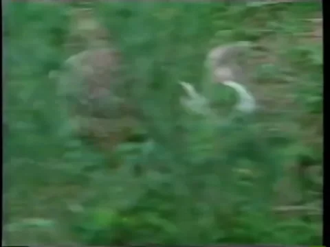 Rabbit running in grass Stock Footage 260252625