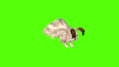 Rabbit Running Green Screen Animation 4K Rendering Video stock 295557799