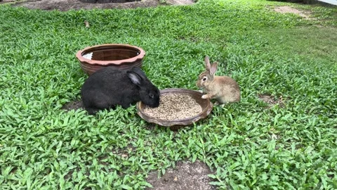 Rabbit running in the meadow. 4K video. footage. Vidéo 211363786