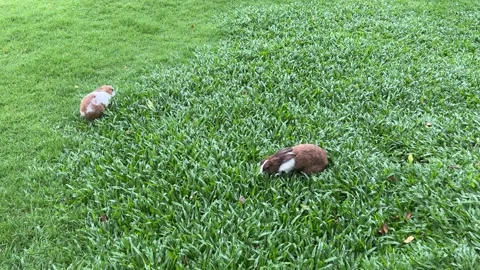 Rabbit running in the meadow. 4K video. footage. Vidéo 211363877