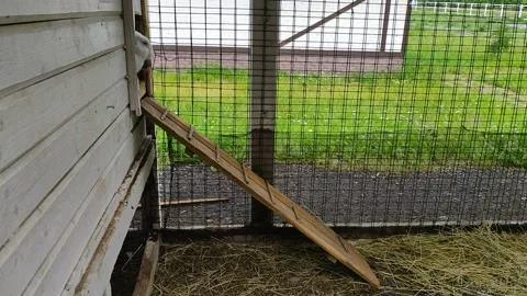 A rabbit running out of a burrow Stock Footage 156388962