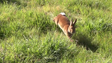 Rabbit running through green grass, slow motion Stock Footage