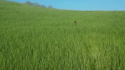 Rabbit Running Through Wheat Fields at Sunrise in Tuscany Stock Footage 299815532