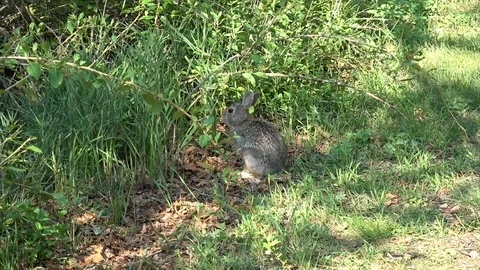 Rabbit Runs Away Stock Footage 93971292