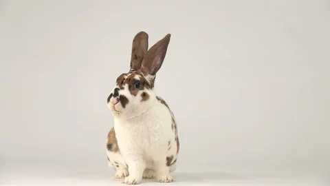 Rabbit runs away on a white screen. Stock Footage 128632972