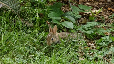Rabbit runs away.mov Video stock 95922795