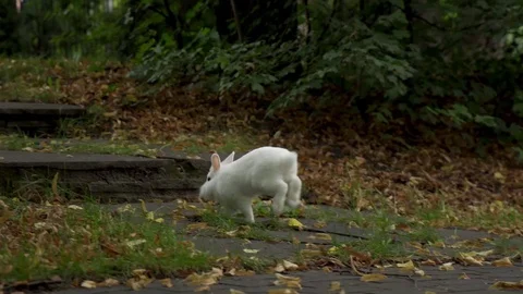 Rabbit runs on grass Stock Footage 81927534