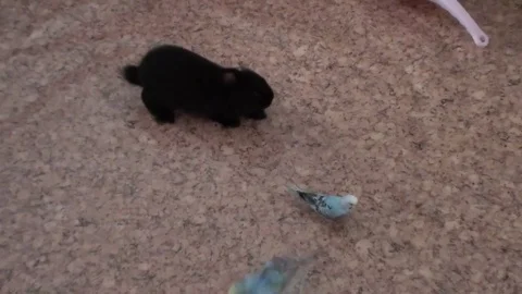 The rabbit runs for parrots Video stock 83249590