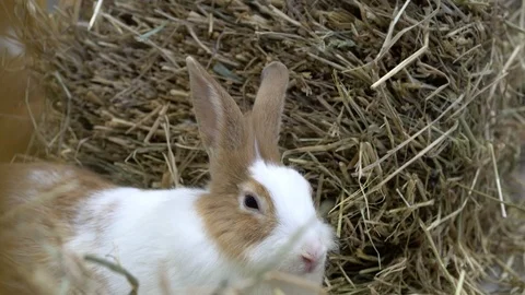 The rabbit sat beside the hay 스톡 동영상 124965261