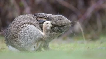 Rabbit scratching himself in a grass, fix cam, profile Stock Footage 85921237