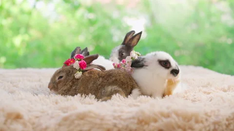 Rabbit scratching his face and cleaning feet Stock Footage 180532479