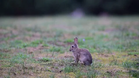 Rabbit search feed on the meadow, summer Stock Footage 84161227