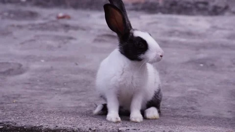 Rabbit searching food Stock Footage 138425852