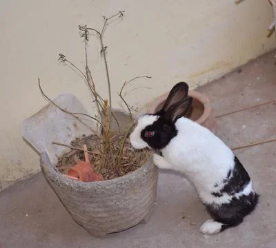 Rabbit Searching Foto stock