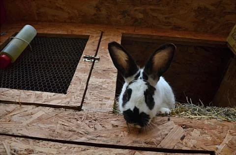 Rabbit in a shed Stock Photos