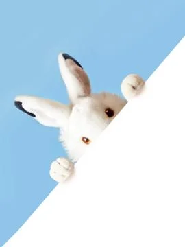 Rabbit with sheet for a text writing. Easter concept. Stock Photos