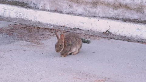Rabbit on the Side of the Road 스톡 동영상 128321253