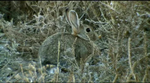 Rabbit sits alert  Stock Footage 276063