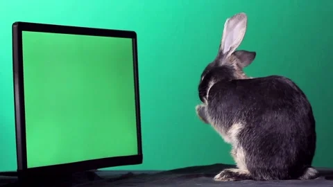 Rabbit sits and washes his face near the screen with a green background Stock Footage 163240176