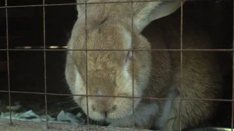 A rabbit sits in a cage and chews something Stock Footage 270089503
