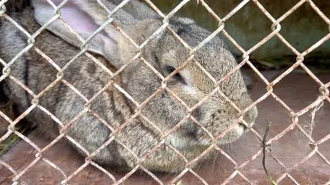A rabbit sits in a cage Stock Footage 202102361