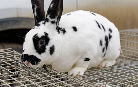 A rabbit sits on a cage Foto stock