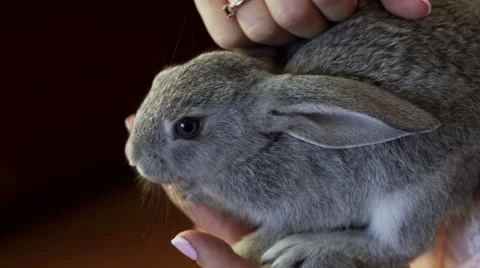 Rabbit sits on female hands Stock Footage 68805012