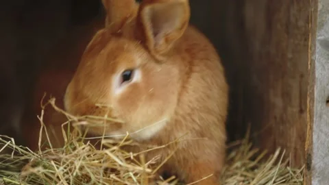 Rabbit sits in his cage Video stock 188067788