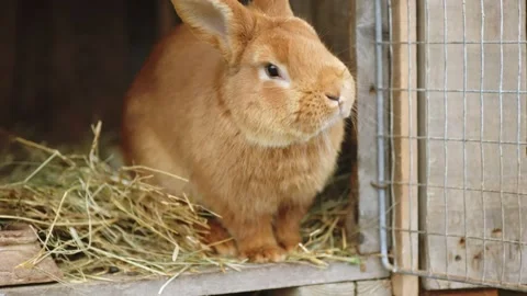 Rabbit sits in his cage Stock Footage 194150939
