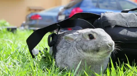 Rabbit sits under bag strap on grass near parking Vidéo 25928530