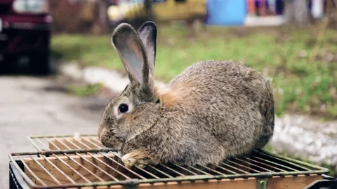 Rabbit sitting above his cage under sunlight Stockbeeldmateriaal 70731836