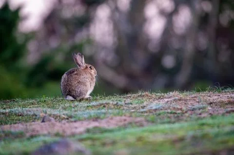 Rabbit sitting and warming up from a cold night Stock Photos