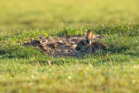 Rabbit sitting and warming up from a cold night Stock Photos