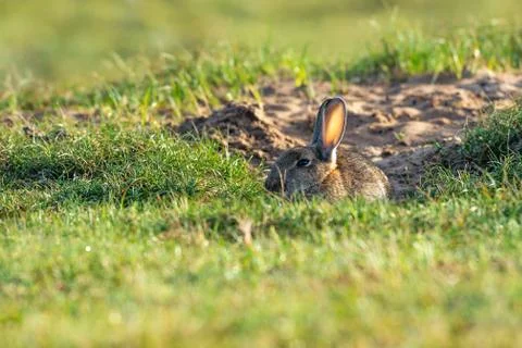 Rabbit sitting and warming up from a cold night Stock Photos