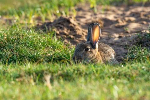 Rabbit sitting and warming up from a cold night Stock Photos