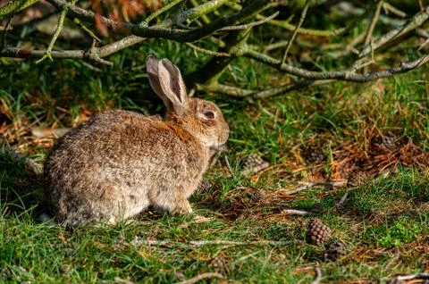 Rabbit sitting and warming up from a cold night Stock Photos