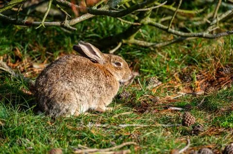 Rabbit sitting and warming up from a cold night Stockfoto's