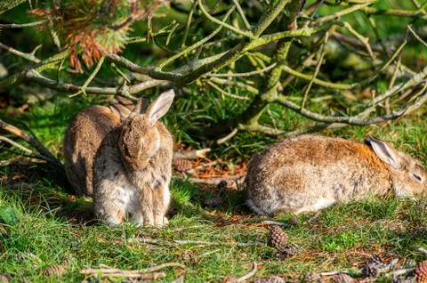 Rabbit sitting and warming up from a cold night Stock Photos
