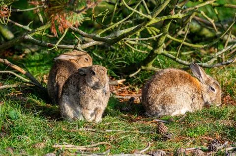 Rabbit sitting and warming up from a cold night Stock Photos