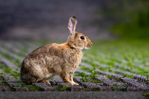 A rabbit is sitting on a brick walkway Stock Photos