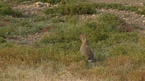 Rabbit Sitting in Brush Stock Footage 93797537