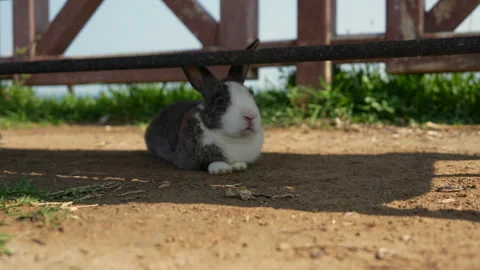Rabbit sitting in a clearing in the park Stock-Footage 311514318