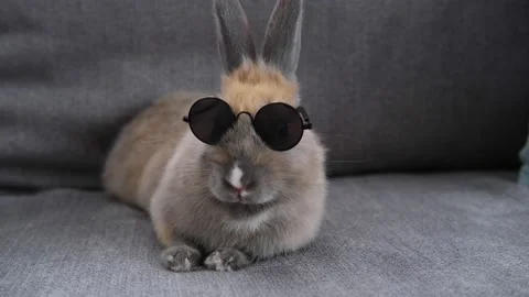 The rabbit is sitting on the couch in dark round glasses Stock Footage 168969358