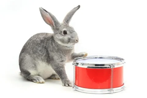 Rabbit sitting on a drum on a white background. studio Stock Photos