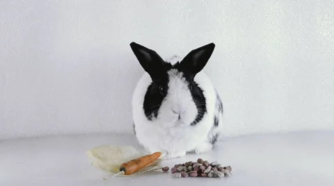 Rabbit sitting before eating Stock Footage 48821697