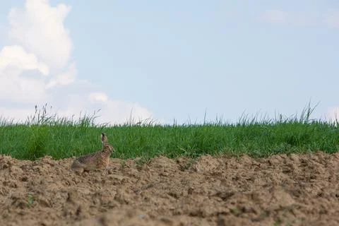Rabbit sitting on a field Stock Photos