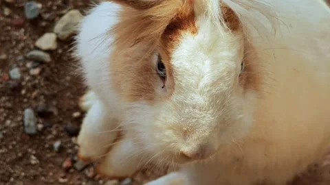 Rabbit sitting on the floor. Stock Footage 309376553