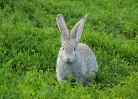 Rabbit sitting on the grass Stock Photos